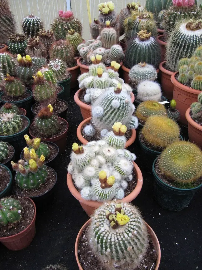 lot de Notocactus_(Parodia)