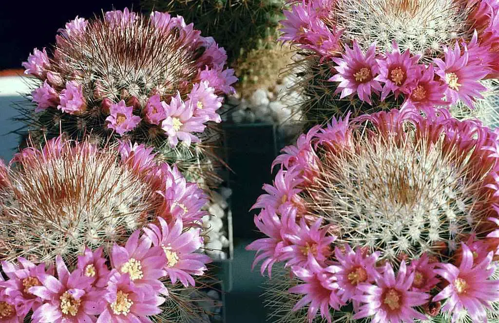 mammillaria zeilmanniana