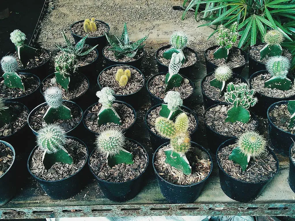 mini cactus dans un vivarium (source wikimedia)
