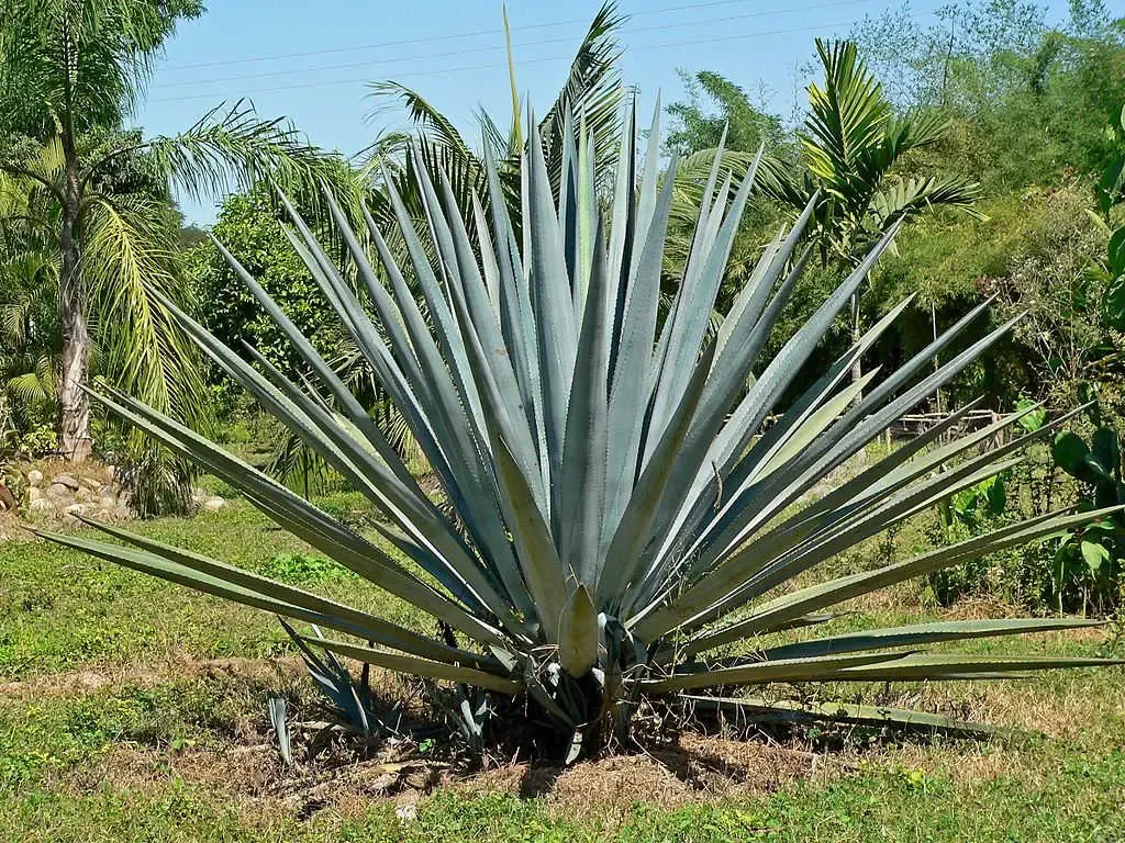 agave bleu (tequilana)