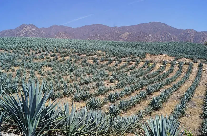 champs_Agave_bleu_tequilana