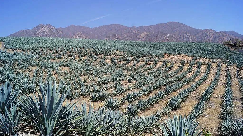 champs_Agave_bleu_tequilana