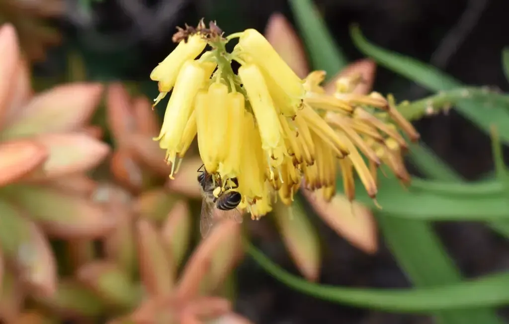 abeille jardin abeille jardin aleo