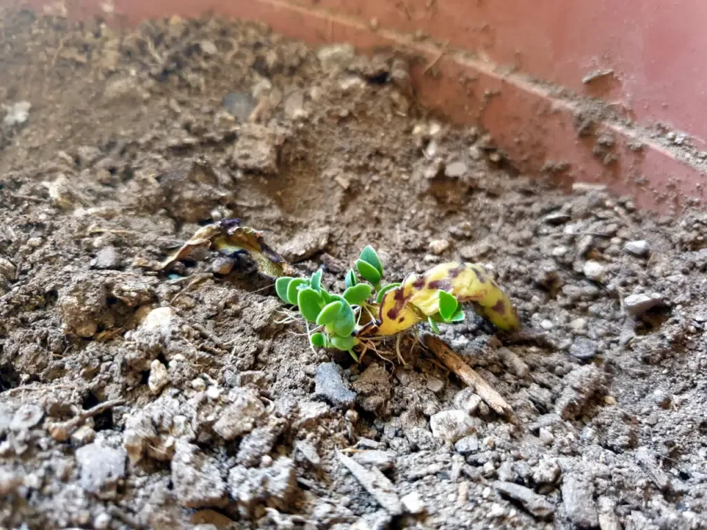 multiplier succulente