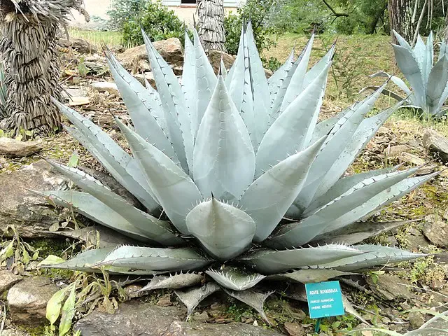 plante Agave_havardiana
