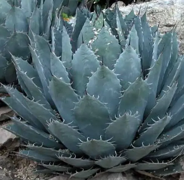 agave_havardiana_1976