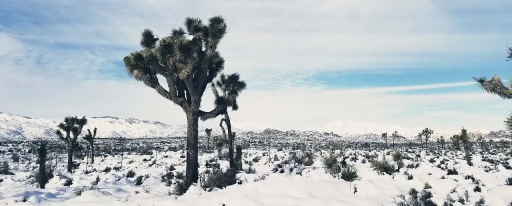 protéger ses plantes en hiver