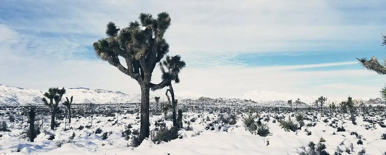 protéger ses plantes en hiver