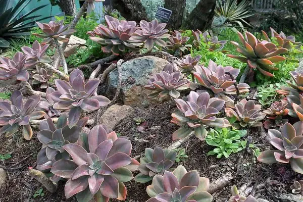 Succulentes roses : pleins de variétés à découvrir Graptoveria_'Fred_Ives'