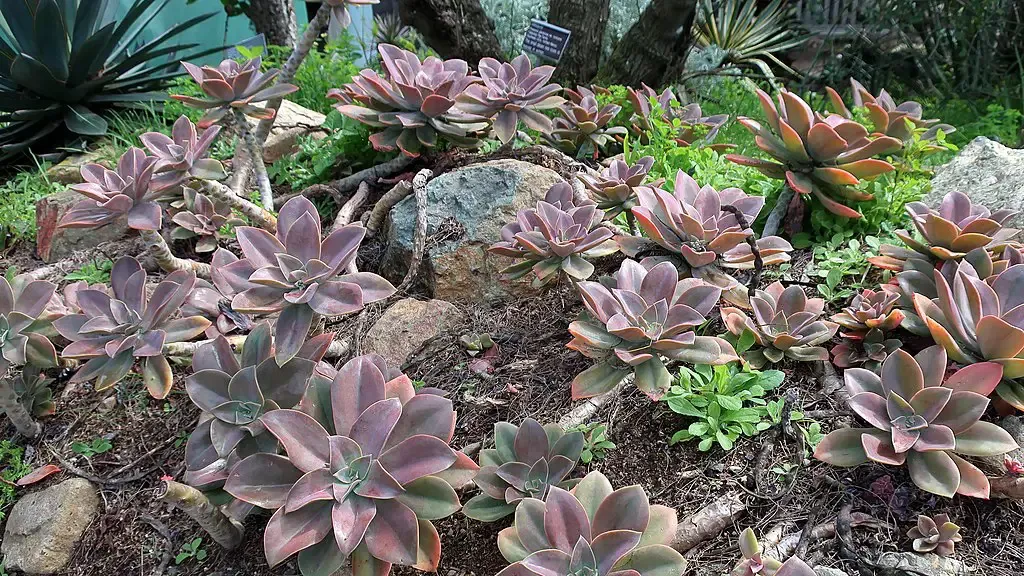Graptoveria_'Fred_Ives'