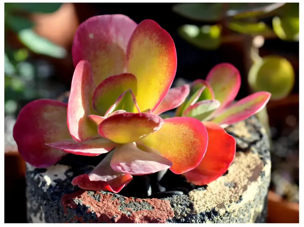 Kalanchoe-fantastic