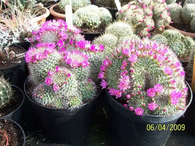 Mammillaria_zeilmanniana_(Rose_Pincushion_Cactus)_(3422576332)