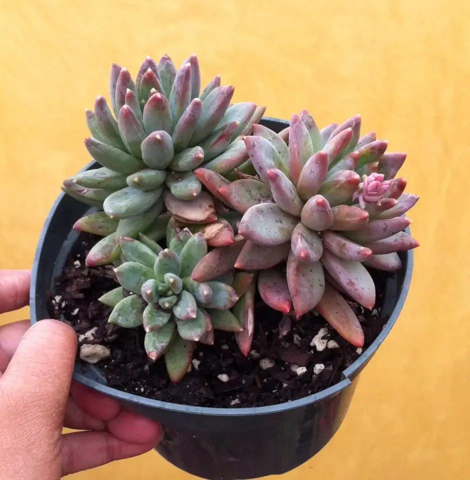 Pachyveria-Little-Jewel