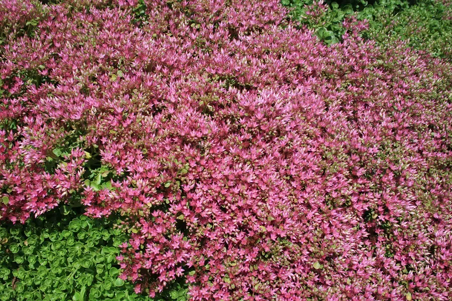 Sedum 'John Creech'