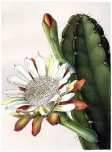 Cereus_hankeanus