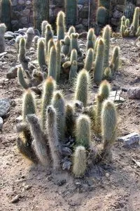 Cleistocactus