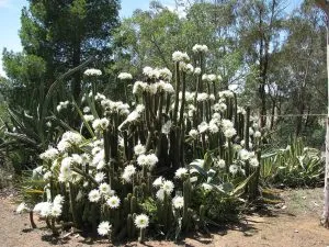 Echinopsis_spachiana