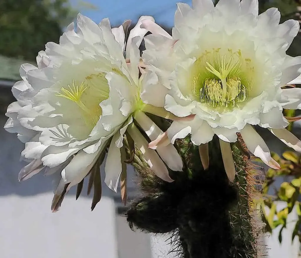 Echinopsis spachiana