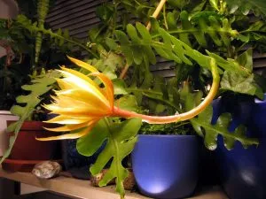 Epiphyllum_anguliger_cactus_epiphyte
