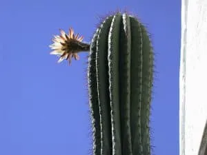 Trichocereus_pasacana