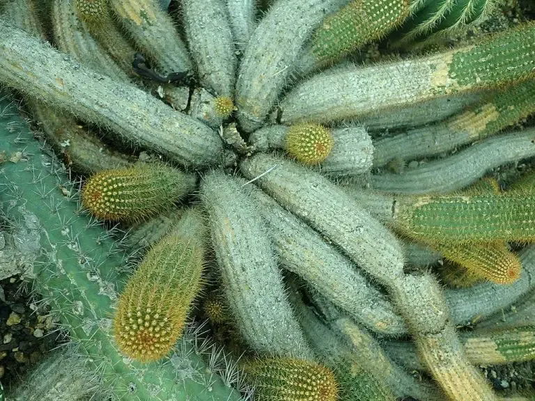 Cactus arborescents