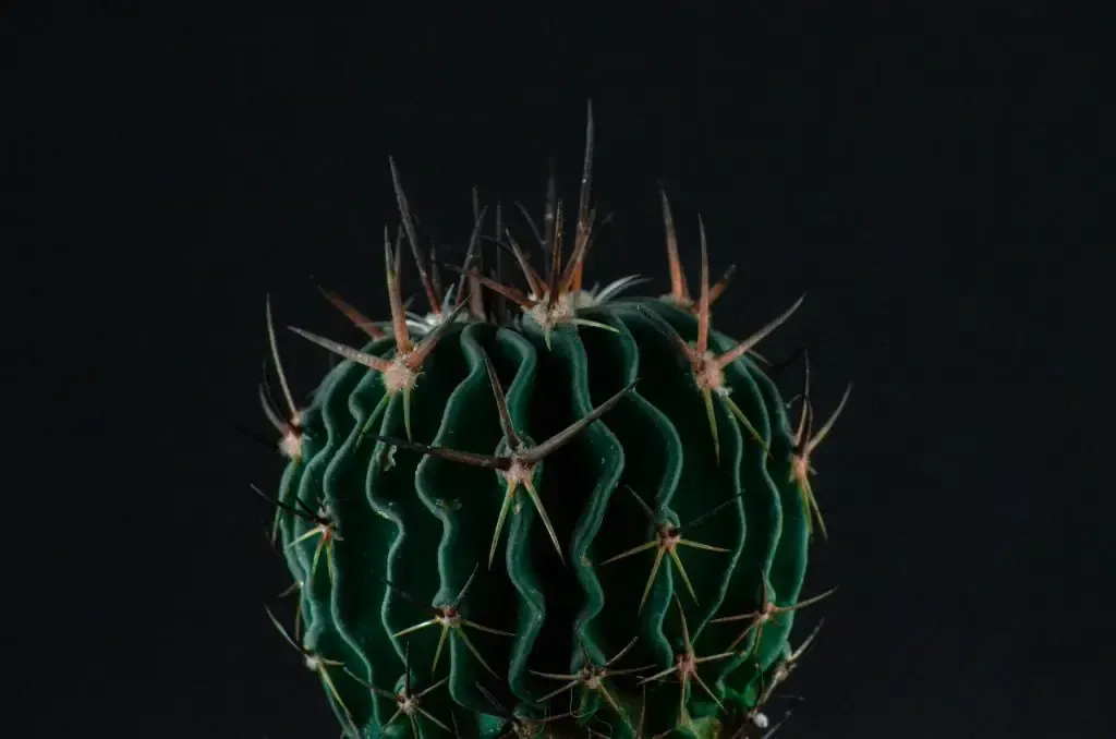arrosage cactus