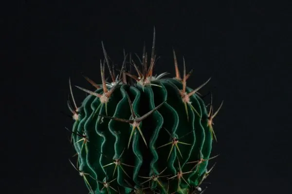 Comment réussir l'arrosage de vos cactus ? arrosage cactus