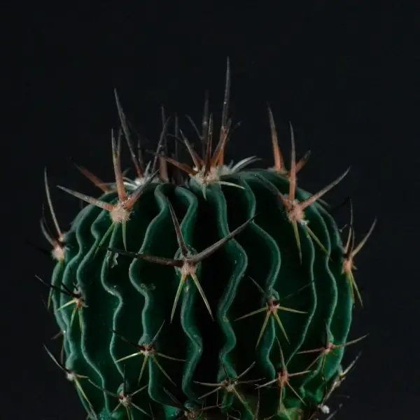 arrosage cactus