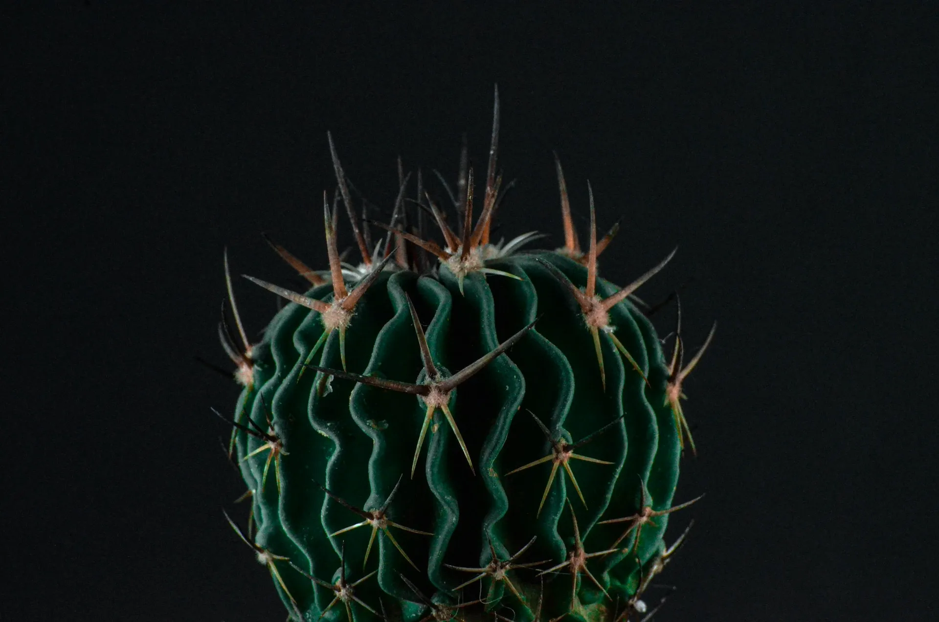 arrosage cactus