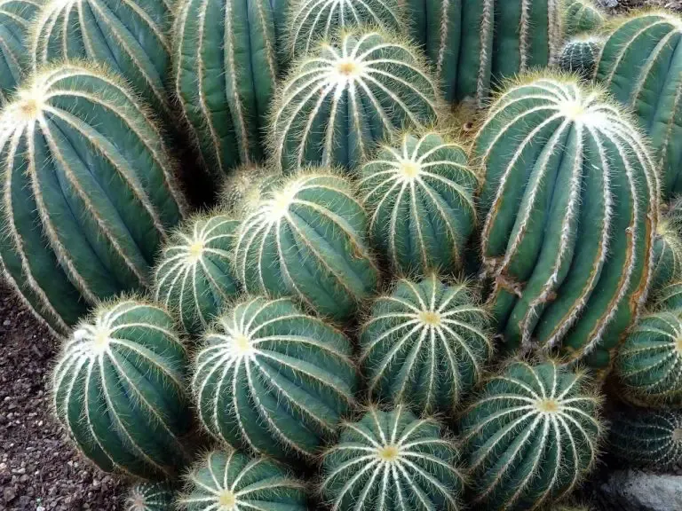 cactus boules