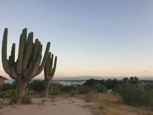 cactus cardon_Pachycereus pringlei