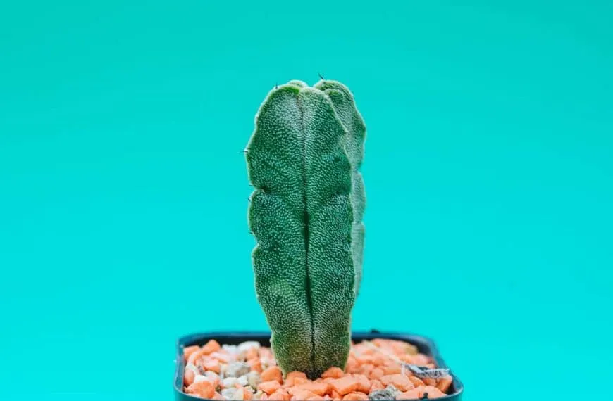 Cactus cierge : espèce et description