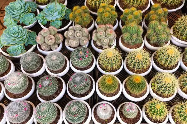 Comment et quand semer des cactus ? semis cactus