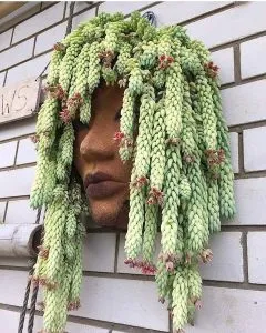 succulente suspendue