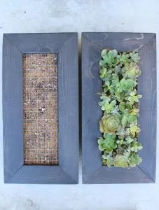 tableau végétal cactées succulente