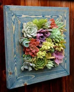 tableau végétal cactus succulente