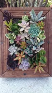 tableau végétal succulente