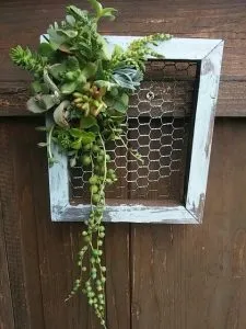 tableau végétal succulentes