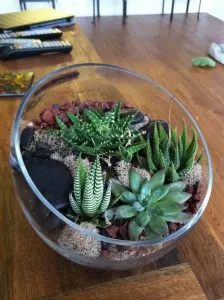 terrarium cactus