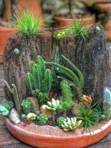terrarium de cactus