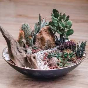 terrarium pour cactus