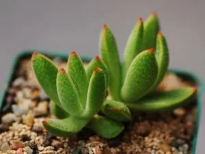 Crassula_ausensis
