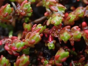 Crassula_tillae