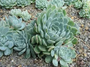 Echeveria Elegans