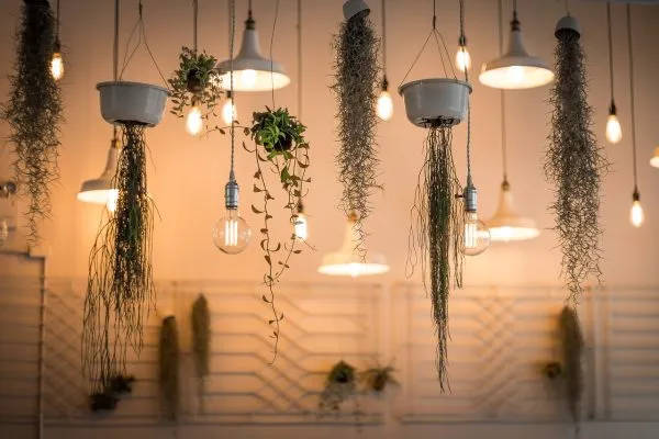 Tendance écolo : louez des plantes pour vos événements location plante évenementiel