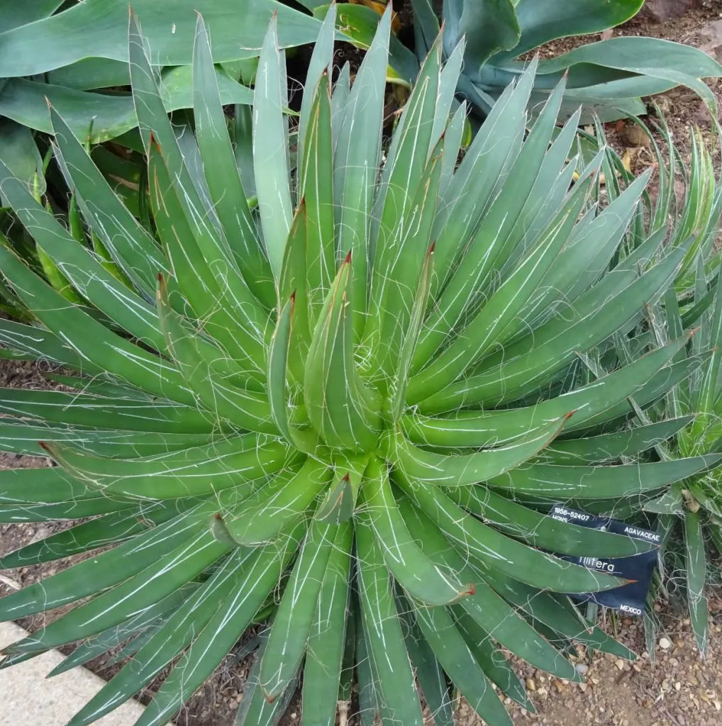 l'agave Filifera