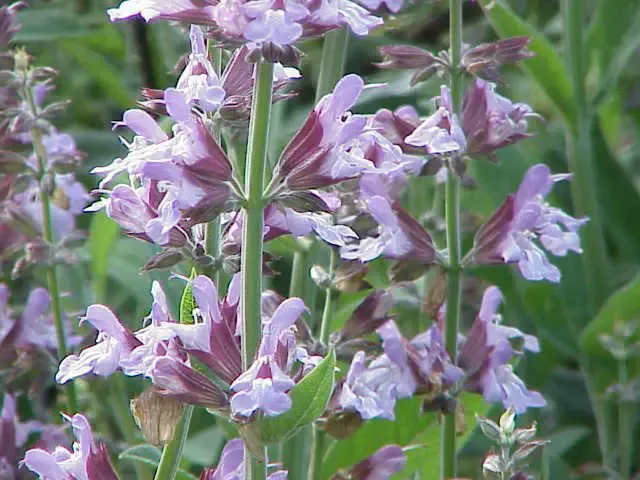 Salvia_officinalis0